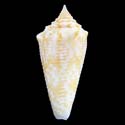 To Conchology (Asprella helgae)