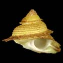 To Conchology (Bolma millegranosa YELLOW)