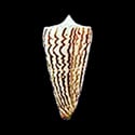 To Conchology (Strategoconus maldivus)