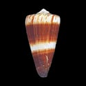 To Conchology (Strategoconus litoglyphus)