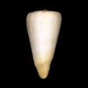 To Conchology (Virgiconus spiceri)