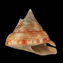 To Conchology (Perotrochus caledonicus)