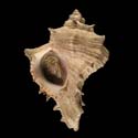 To Conchology (Chicoreus virgineus SINISTRAL)