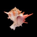 To Conchology (Babelomurex neocaledonicus)
