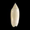 To Conchology (Agaronia acuminata)