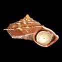 To Conchology (Tropidophora deburghiae)
