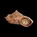 To Conchology (Tropidophora deburghiae)