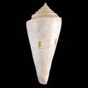 To Conchology (Endemoconus sieboldii)