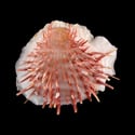 To Conchology (Spondylus erectospinosus)