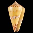 To Conchology (Pictoconus pictus YELLOW)