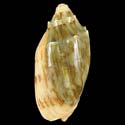 To Conchology (Cymbiola vespertilio OLUTANGA)