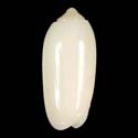 To Conchology (Oliva todosina ALBINISTIC)