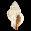 To Conchology (Orania fischeriana cf.)