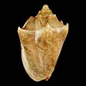 To Conchology (Cymbiola vespertilio GIANT)