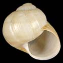 To Conchology (Helix lutescens)