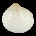 To Conchology (Fulvia laevigata)