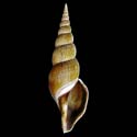 To Conchology (Calliotectum egregium)
