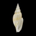 To Conchology (Lyria bondarevi)