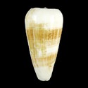 To Conchology (Pionoconus consors FREAK)