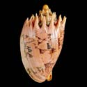 To Conchology (Cymbiola imperialis SET)