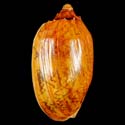 To Conchology (Cymbiola vespertilio OVERGLAZE)
