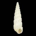To Conchology (Bittium lacteum)