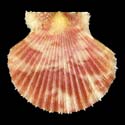 To Conchology (Cryptopecten bullatus RED)