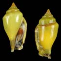 To Conchology (Canarium microurceus YELLOW)