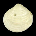 To Conchology (Cardiolucina eucosmia cf.)