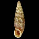 To Conchology (Clausilia cruciata amiatae)