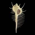 To Conchology (Murex pecten YOUNG)