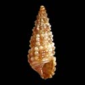 To Conchology (Bittium incile)