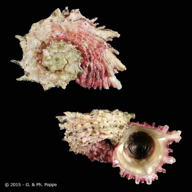 Shell Encyclopedia - Conchological MegaDatabase Iconographic Overview ...