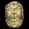 To Conchology (Acanthopleura gemmata GIANT)