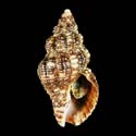 To Conchology (Aplus scacchianus DARK FORM)