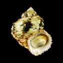 To Conchology (Turbo sparverius cf.)