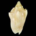 To Conchology (Cymbiola vespertilio ALBINO)