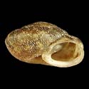 To Conchology (Actinella lentiginosa lentiginosa)