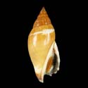 To Conchology (Tridentarius dentatus SPECIAL COLOR)