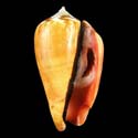 To Conchology (Conomurex luhuanus ORANGE)