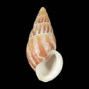 To Conchology (Dolichostyla virgata SPECIAL COLOR PERIO)