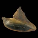 To Conchology (Hyriopsis bialata)