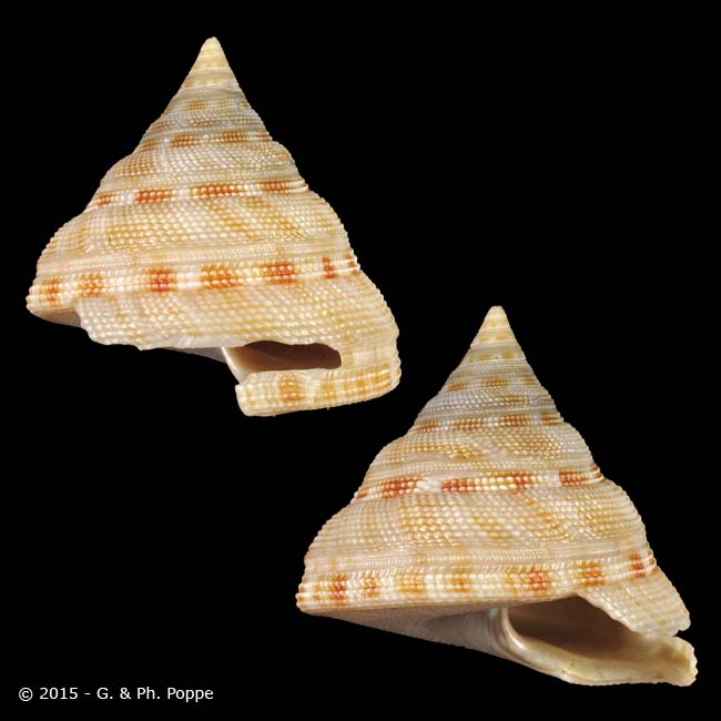 Shell Encyclopedia - Worms Details | Conchology | Conchology