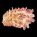 To Conchology (Cardita crassicosta PINK)