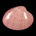To Conchology (Callista chione PINK)
