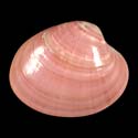 To Conchology (Callista chione PINK)