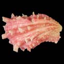 To Conchology (Cardita crassicosta PINK)