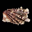 To Conchology (Cardita crassicosta SPECIAL COLOR)