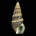 To Conchology (Cerithium zonatum cf.)