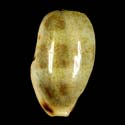 To Conchology (Erronea caurica elongata FREAK)